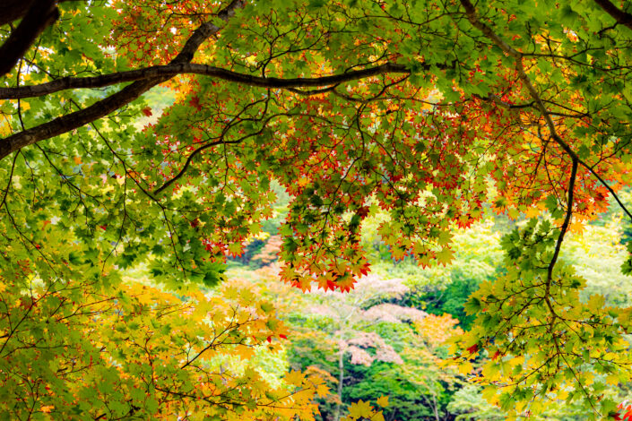 Nagano 2021-10 Autumn Leaves